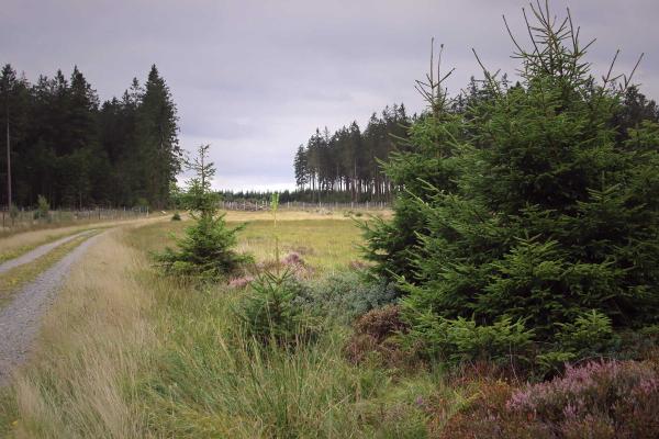 Photography - High Fens